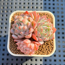 Echeveria 'White Zaragoza' 1" Succulent Plant Cutting