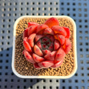 Echeveria Agavoides 'Asuka' 1" Succulent Plant Cutting