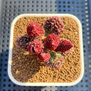 Adromischus marianiae f. herrei 2" Succulent Plant Cutting