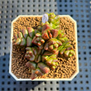 Crassula Marchandii 1"-2" Succulent Plant Cutting