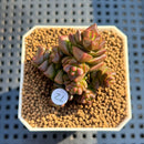 Crassula Marchandii 1"-2" Succulent Plant Cutting