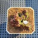 Crassula Marchandii 1"-2" Succulent Plant Cutting