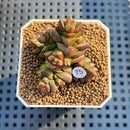 Crassula Marchandii 1"-2" Succulent Plant Cutting