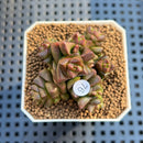 Crassula Marchandii 1"-2" Succulent Plant Cutting