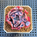 Echeveria 'Trumpet Pinky' 1" Succulent Plant Cutting