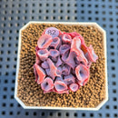 Echeveria 'Trumpet Pinky' 1" Succulent Plant Cutting