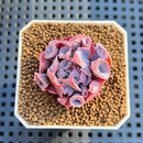 Echeveria 'Trumpet Pinky' 1" Succulent Plant Cutting