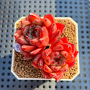Echeveria Agavoides 'Asuka' 2" Succulent Plant Cutting