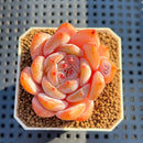 Echeveria 'Sung Young' 2" Succulent Plant Cutting