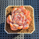 Echeveria 'Sung Young' 2" Succulent Plant Cutting