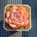 Echeveria 'Sung Young' 2" Succulent Plant Cutting