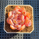 Echeveria 'Sung Young' 2" Succulent Plant Cutting