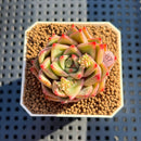 Echeveria 'Farewell' 1" Succulent Plant Cutting