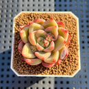 Echeveria 'Farewell' 1" Succulent Plant Cutting