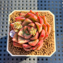 Echeveria 'Farewell' 1" Succulent Plant Cutting