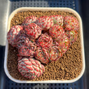 Echeveria 'Encino' 4" Cluster Succulent Plant Cutting