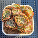 Echeveria 'Sugar Baby' 3" Cluster Succulent Plant Cutting