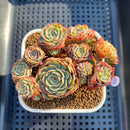 Echeveria 'Sugar Baby' 3" Cluster Succulent Plant Cutting