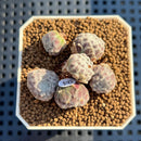 Echeveria 'Coconut Kiss' 1"-2" Setosa Hybrid Succulent Plant Cutting