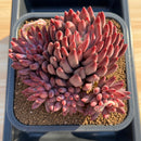 Pachyphytum 'Red Cherry' 5"-6" Large New Hybrid Succulent Plant Cutting
