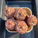 Echeveria 'White Farm' 5" Succulent Plant Cutting