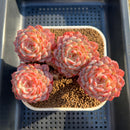 Echeveria 'White Farm' 5" Succulent Plant Cutting