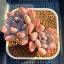 Pachyveria 'Black Swan' Hybrid 3" Succulent Plant Cutting