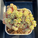 Echeveria 'Twilight Saga' Crested 4" Succulent Plant Cutting