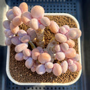 Graptopetalum 'Moonstone' 5" Large Cluster Succulent Plant Cutting