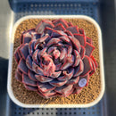 Echeveria 'Dior' 3"-4" Succulent Plant Cutting