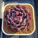 Echeveria 'Dior' 3"-4" Succulent Plant Cutting