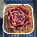 Echeveria Agavoides 'Triple Red' 3"-4" Succulent Plant Cutting
