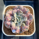Echeveria Pollux 3" Monstrose (AKA 'Scarlet Witch') Succulent Plant Cutting