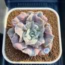 Echeveria Pollux 3" Monstrose (AKA 'Scarlet Witch') Succulent Plant Cutting