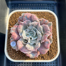 Echeveria Pollux 3" Monstrose (AKA 'Scarlet Witch') Succulent Plant Cutting