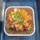 Echeveria Agavoides 'Akaihosi' 3" Succulent Plant Cutting