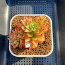 Echeveria Agavoides 'Akaihosi' 3" Succulent Plant Cutting