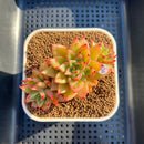 Echeveria Agavoides 'Akaihosi' 3" Succulent Plant Cutting