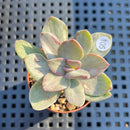 Echeveria 'Hanaikada' Mosaic Variegated 2" (100% Grown In House) Succulent Plant