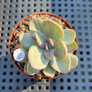 Echeveria 'Hanaikada' Mosaic Variegated 2" (100% Grown In House) Succulent Plant