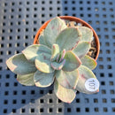 Echeveria 'Hanaikada' Mosaic Variegated 2" (100% Grown In House) Succulent Plant