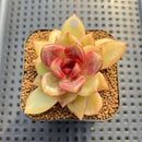 Echeveria 'Blood Maria' Hybrid Selected-Clone 2" Flower Village Hybrid Succulent Plant Cutting