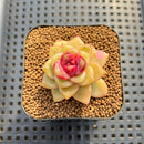 Echeveria 'Blood Maria' Hybrid Selected-Clone 2" Flower Village Hybrid Succulent Plant Cutting