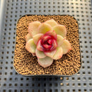 Echeveria 'Blood Maria' Hybrid Selected-Clone 2" Flower Village Hybrid Succulent Plant Cutting