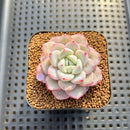Echeveria 'Tiamo' 2" Succulent Plant Cutting