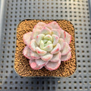 Echeveria 'Tiamo' 2" Succulent Plant Cutting