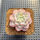 Echeveria 'Tiamo' 2" Succulent Plant Cutting