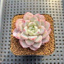 Echeveria 'Tiamo' 2" Succulent Plant Cutting