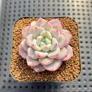 Echeveria 'Tiamo' 2" Succulent Plant Cutting