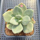 Cremnophila Nutans 2" Succulent Plant Cutting